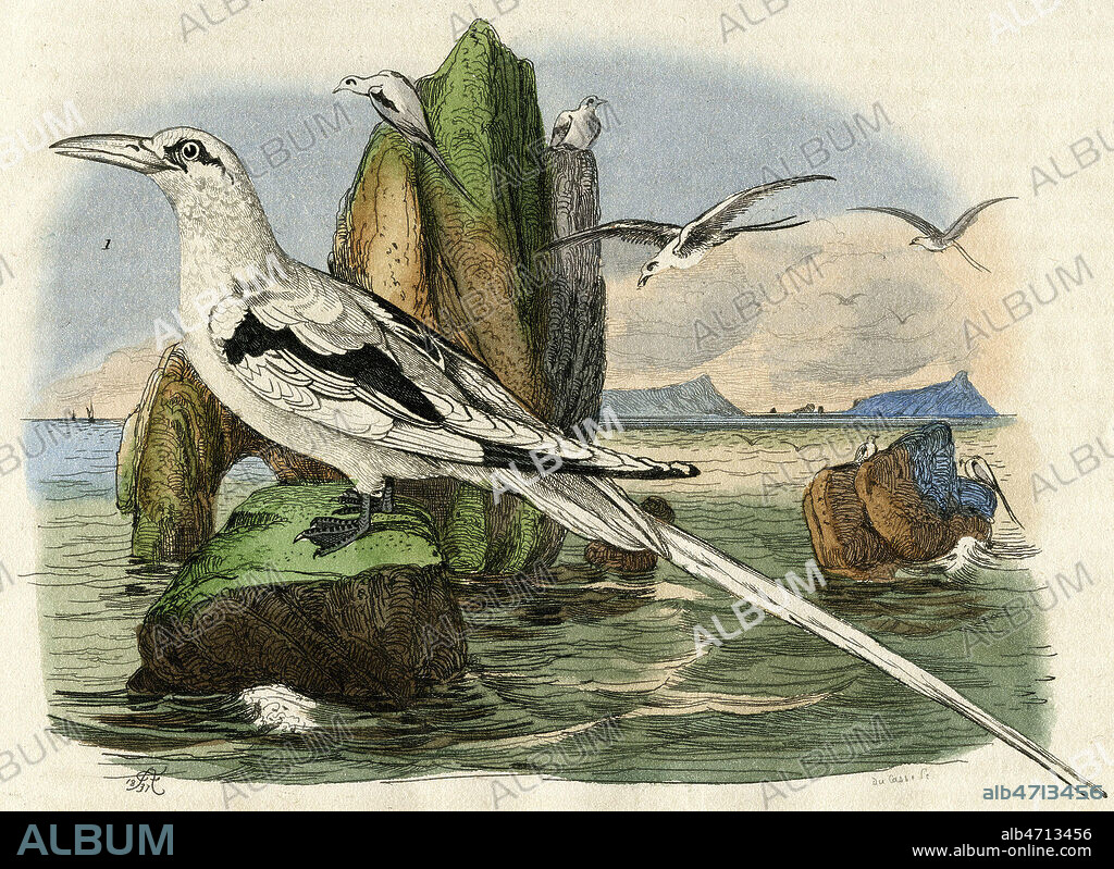 Paille-en-queue , oiseau des tropiques. Planche in Dictionnaire pittoresque d'histoire naturelle et des phenomenes de la nature... 1838. Credit Collection LOU/Kharbine Tapabor.