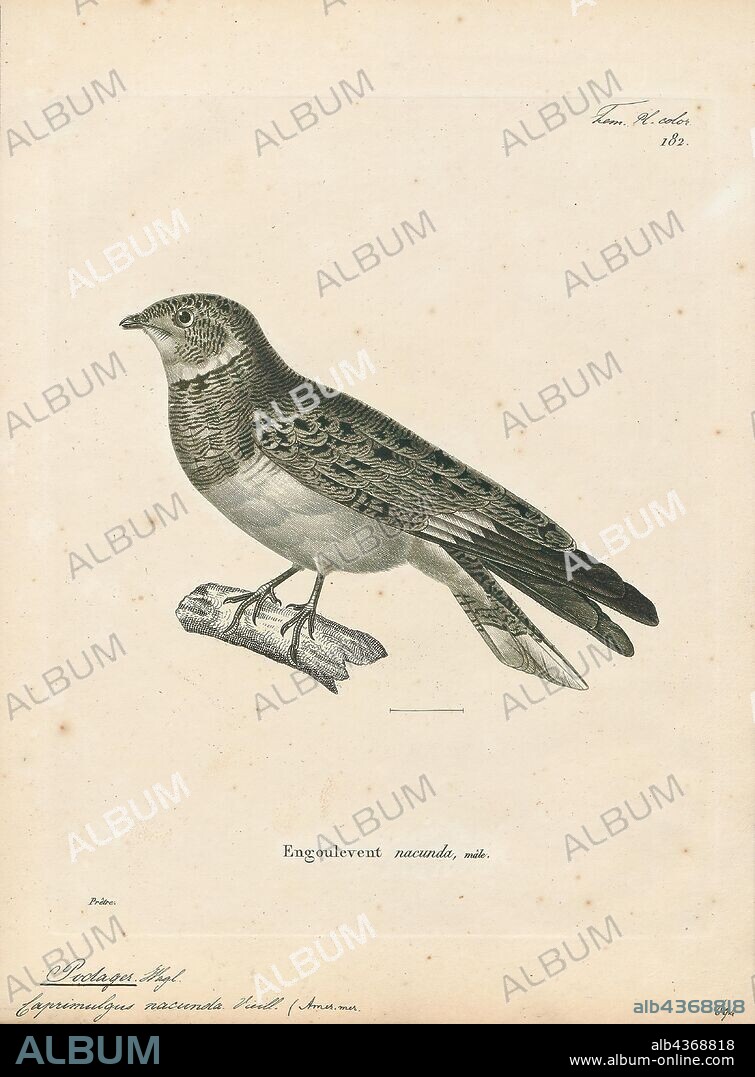 Podager nacunda, Print, The nacunda nighthawk (Chordeiles nacunda) is a species of nightjar in the family Caprimulgidae. It is found in Argentina, Bolivia, Brazil, Colombia, Ecuador, French Guiana, Guyana, Paraguay, Peru, Suriname, Trinidad and Tobago, Uruguay, and Venezuela. Its natural habitats are dry savanna, subtropical or tropical seasonally wet or flooded lowland grassland, and heavily degraded former forest., 1700-1880.