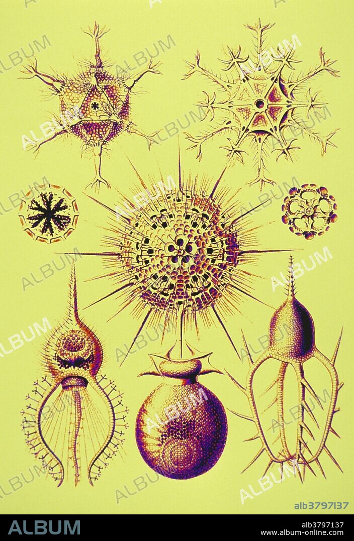 Radiolarians, after Ernst Haeckel, "Art Forms in Nature" (1904). Computer enhanced.