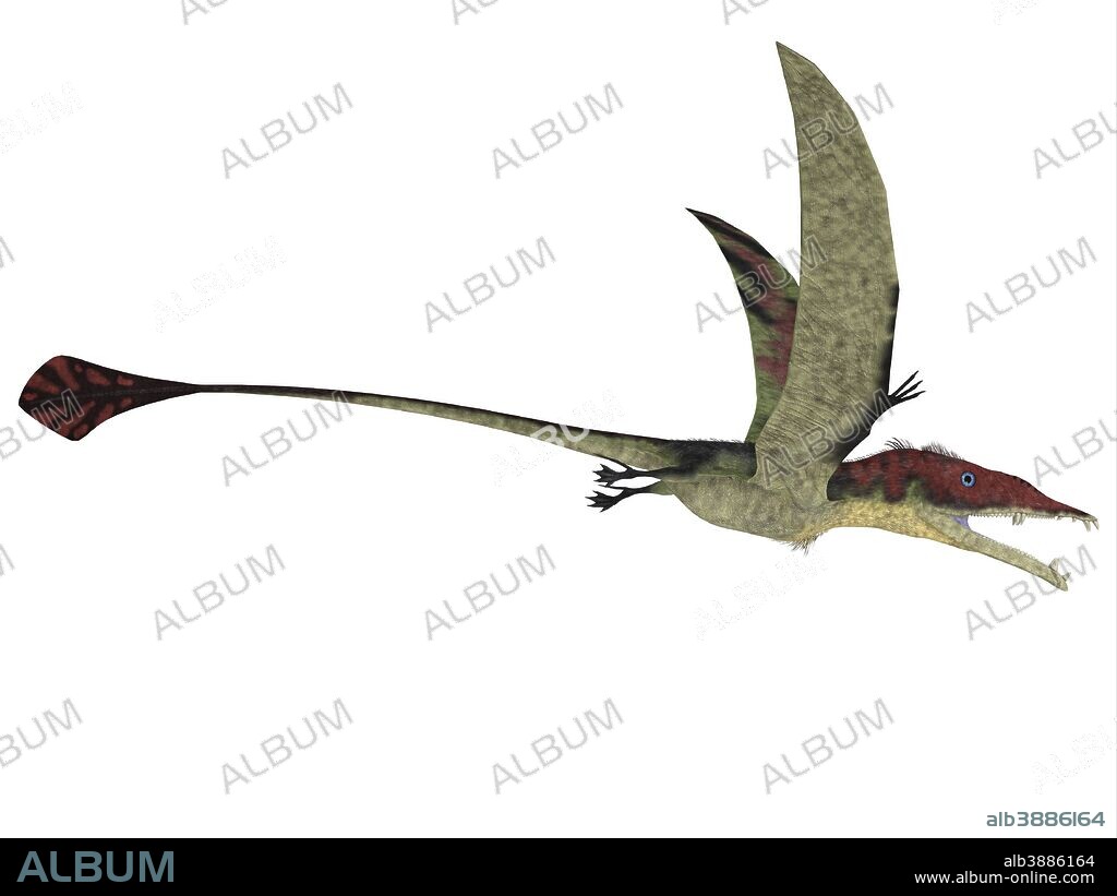 Eudimorphodon is a predatory flying reptile that lived during the Triassic period of Italy.