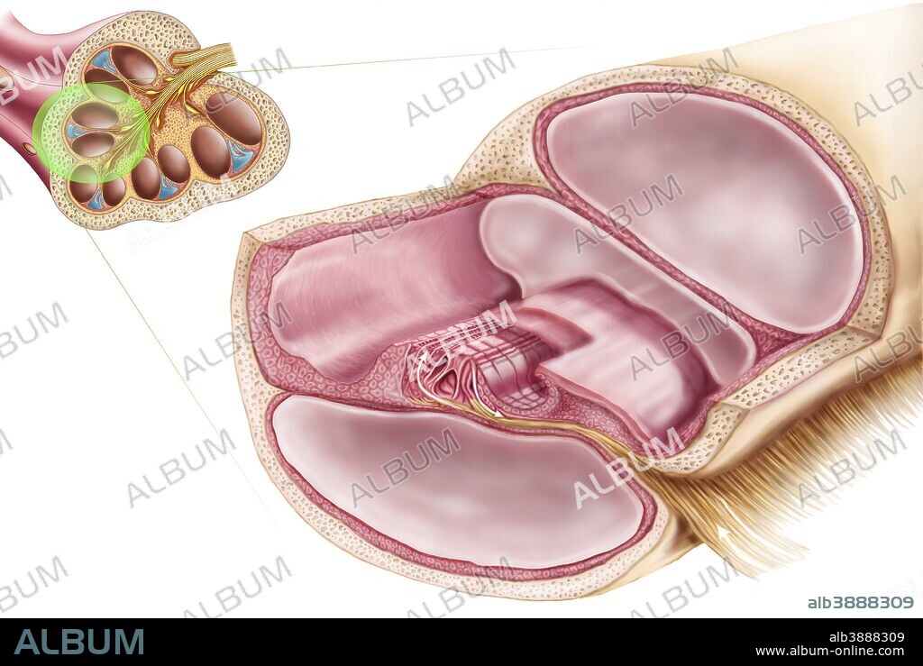 Medical ilustration showing endolymph in the membranous labyrinth of the inner ear.
