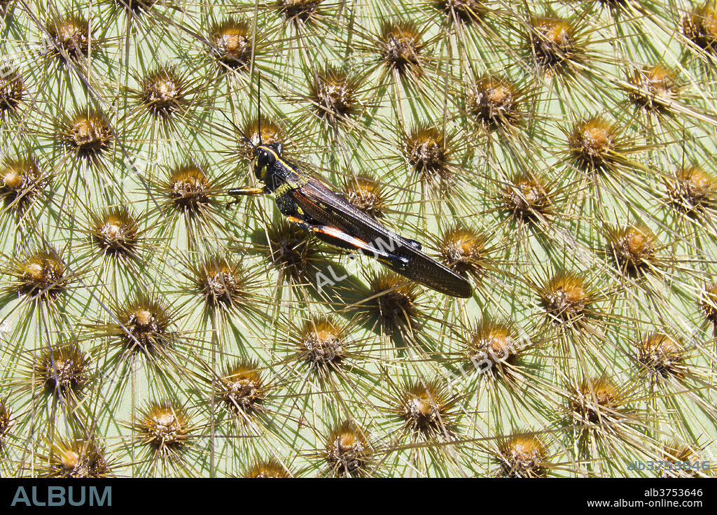 Painted locust (Schistocerca melanocera) on endemic opuntia cactus, Cerro Dragon, Santa Cruz Island, Galapagos Islands, Ecuador, South America.