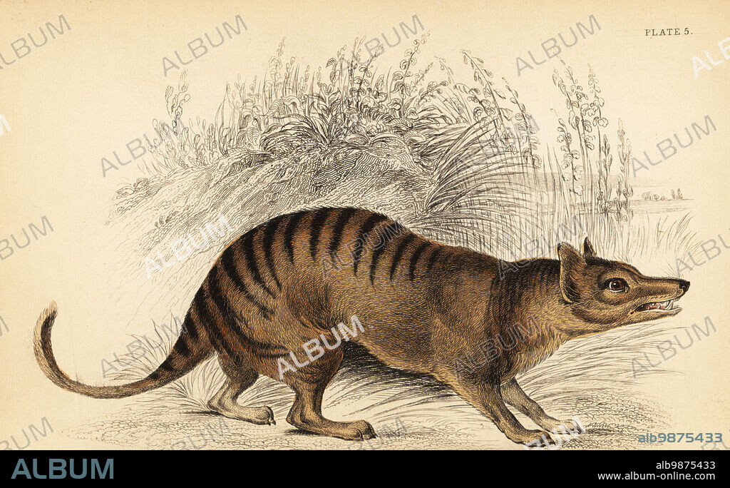 Tasmanian tiger or thylacine, Thylacinus cynocephalus. Extinct. Handcoloured steel engraving by Lizars after an illustration by George Robert Waterhouse from his Marsupialia or Pouched Animals, Volume XI of the Naturalists Library, W. H. Lizars, Edinburgh, 1841. Waterhouse (1810-1888) was curator at the Zoological Society of Londons museum.