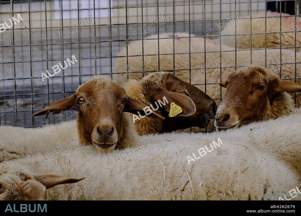 oveja roja mallorquina, cruzamiento antiguo entre ovinos autóctonos de la isla de Mallorca y otros procedentes del Norte de África, feria de Llucmajor, Mallorca, balearic islands, spain, europe.
