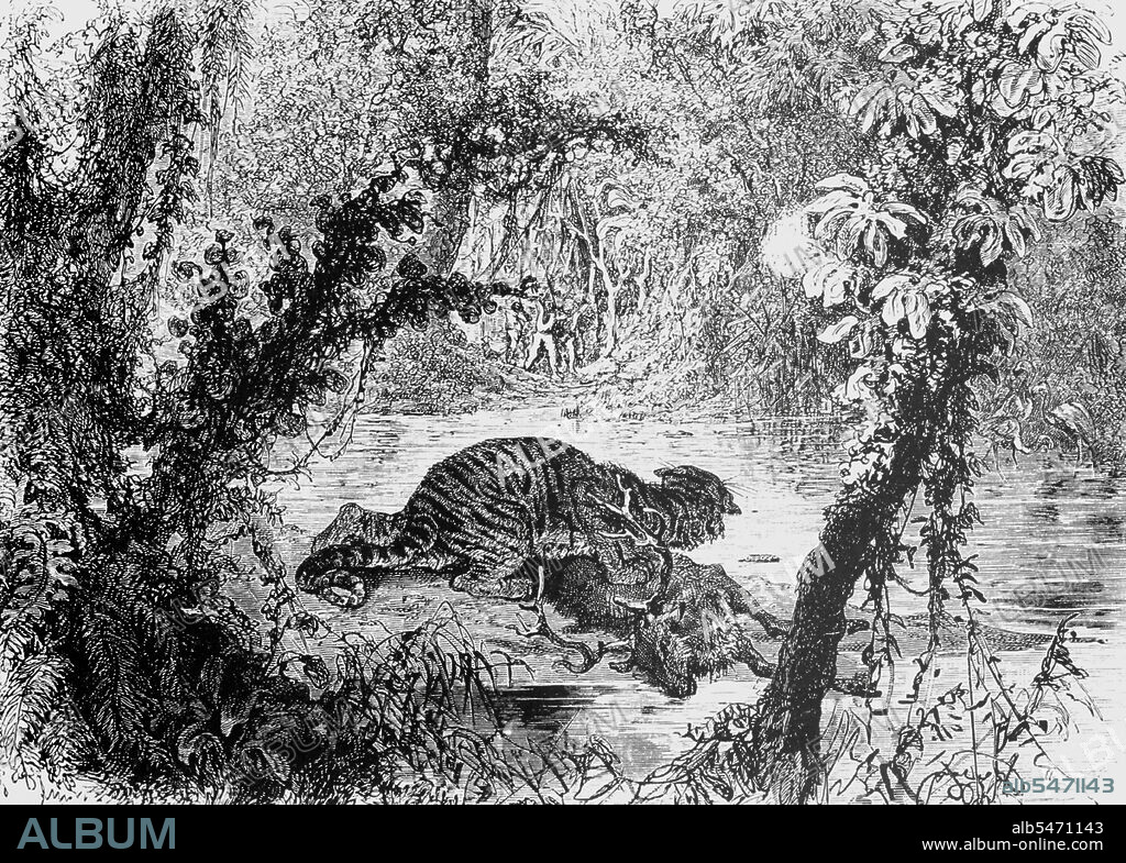 This drawing by A. de Neuville is based on an original by Louis Delaporte which was sketched during the French Mekong Exploration Commission's two-year venture (1866-68) into the jungles of Indochina. The deer was slain in front of their eyes by the tiger. The French colonialists fired off a couple of shots and drove the animal away, then cut off the stag's hindquarters and carried it to Siem Reap where the meat was salted, and fed the explorers for several days.