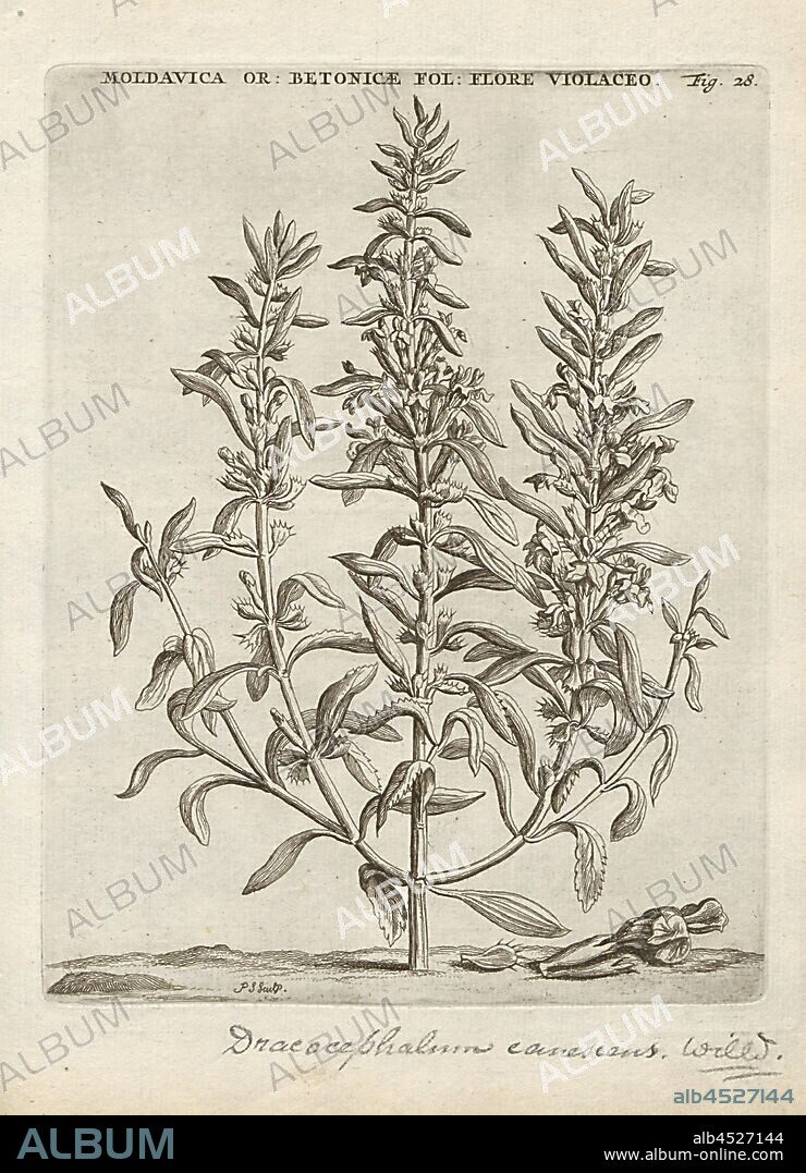 Moldavica Orientalis Betonicae folio, purpura magno purplish, Lallemantia canescens L, signed: P.S. (sculp.), Fig. 28, p. 28, p. 91, Sluyter, P. (sc.), 1706, Caspari Commelin ... Horti Medici ... plantae rariores et exoticae. Lugduni Batavorum: apud Federicum Haringh, 1706.