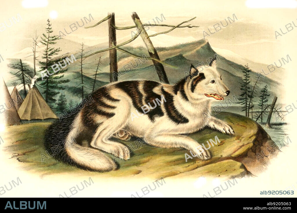 Der indianische Hasenhund ist ein ausgestorbener domestizierter Hund, möglicherweise eine Rasse von Haushund, Kojotenhund oder domestiziertem Kojoten, digital restaurierte Reproduktion einer Originalvorlage aus dem 19. Jahrhundert, genaues Originaldatum nicht bekannt / Hare Indian dog is an extinct domesticated canine, possibly a breed of domestic dog, coydog, or domesticated coyote, historical, digital improved reproduction of an original from the 19th century.