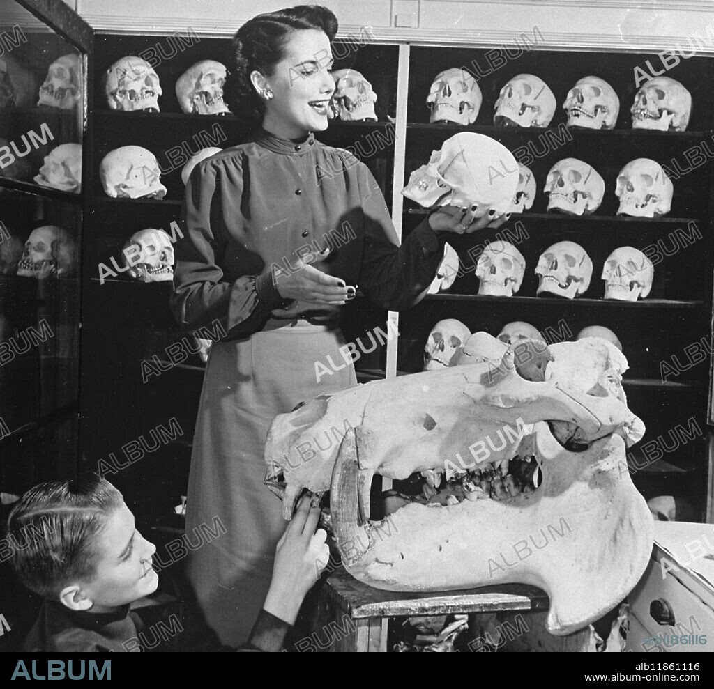 Alas , poor Yorrick ' recites a visitor , not at Elsinore , Hamlet's Castle , but at the Ward Natural Science Establishment in Rochester , New York. Oblivious to the human skull , the youngsters investigates the chewing mechanism of an old rhinoceros. Ward's Establishment , which provides animal and human skulls for secondary school and collage anatomy classes , began over 60 years ago . Its first exhibit consisted of a lone Siberian Mammoth . But today , the storehouse boasts examples of bugs , birds , butterflies , rocks , shells and a variety of skeletons. Most of the Establishment's stocks come as by products of other organisations' scientific research expeditions. 3 April 1950.
