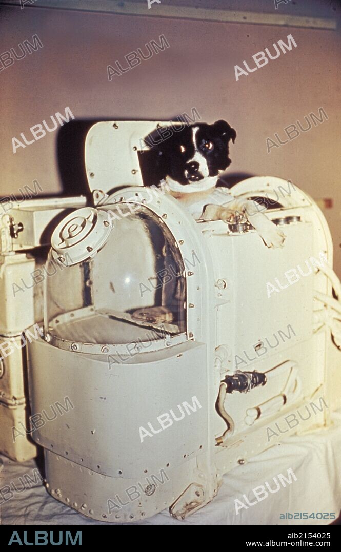 Laika, the first dog in space, in the sputnik 2 capsule. 01/02/2013