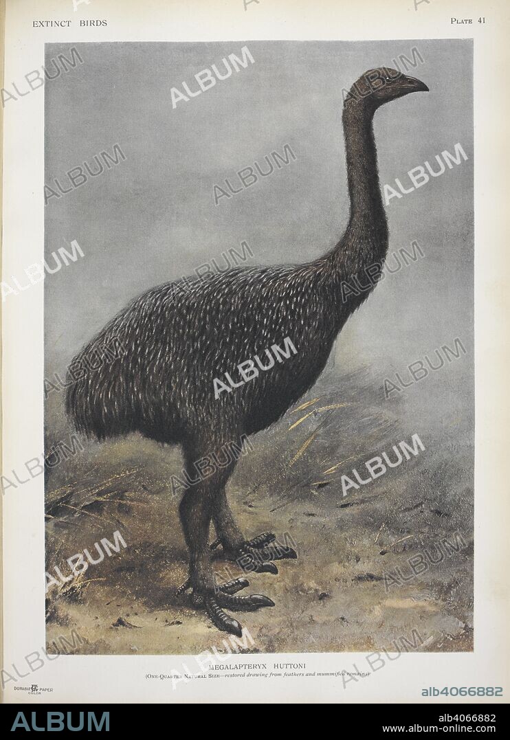 ROTHSCHILD, LIONEL WALTER ROTHSCHILD, BARON,. Megalapteryx huttoni. A Moa.  Extinct birds : an attempt to unite in one volume a short account of those birds which have become extinct in historical times-that is, within the last six or seven hundred years : to which are added a few which still exist, but are on the verge of extinction / by Walter Rothschild ; with 45 coloured plates, embracing 63 subjects, and other illustrations. London : Hutchinson & Co., 1907. Source: LR.268.d.8 plate 41.