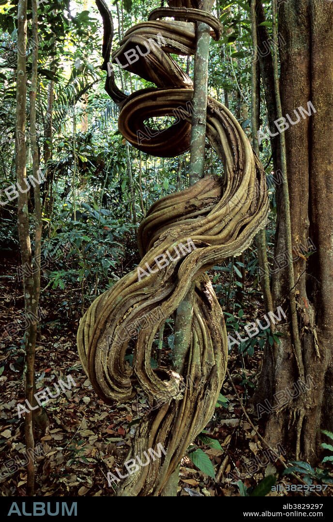 A large rainforest liana (woody vine), Perak, Malaysia.