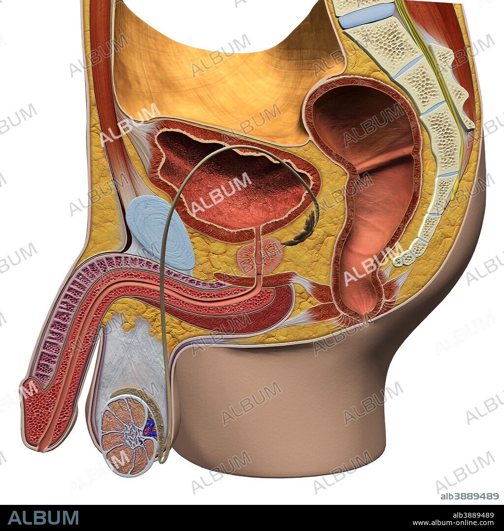 Male reproductive system, sagittal section view.