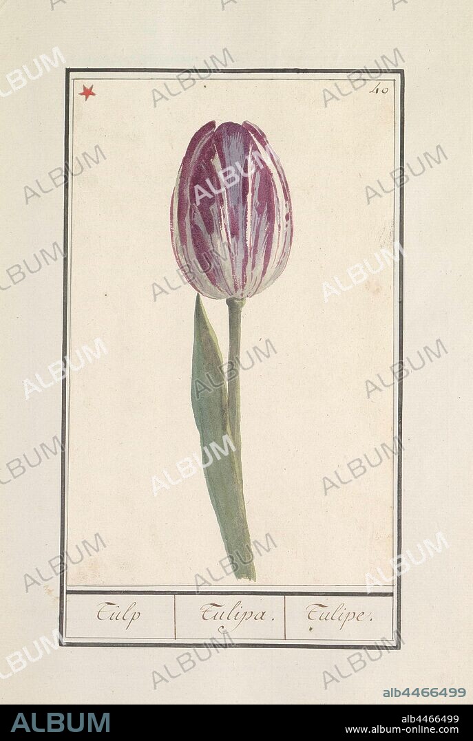 Tulip (Tulipa), Tulip. / Tulipa. / Tulipe. (title on object), Purple and white tulip. Numbered top right: 40. Top left marked with a red asterisk. Part of the first album with drawings of flowers and plants. Eighth of twelve albums with drawings of animals, birds and plants known around 1600, commissioned by Emperor Rudolf II. With explanations in Dutch, Latin and French, flowers: tulip, anonymous, Southern Netherlands, 1790 - 1814, paper, watercolor (paint), deck paint, pencil, brush, h 234 mm × w 150 mm.