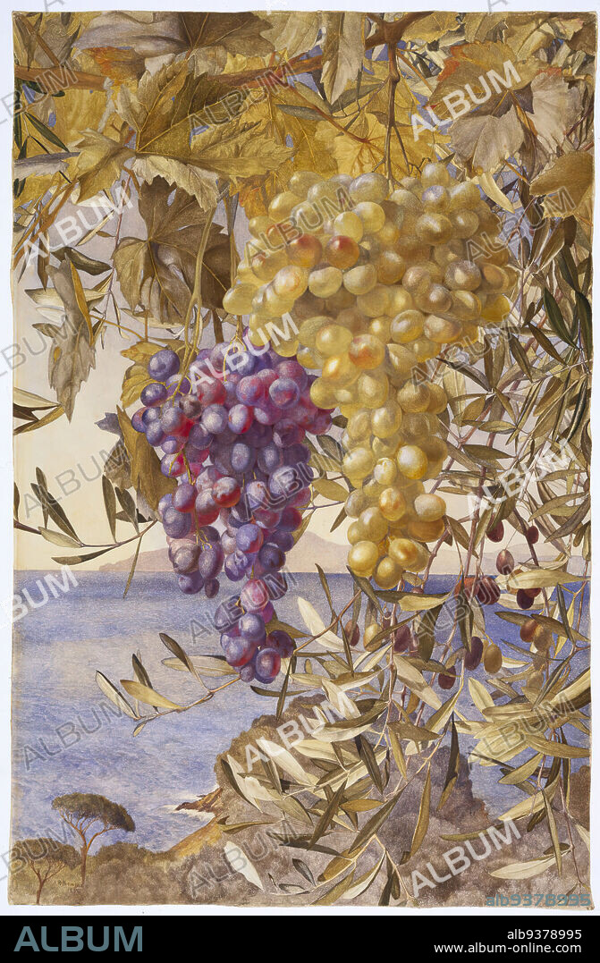 Grapes and Olives, Henry Roderick Newman, American, 1843-1917, Watercolor with selectively applied glaze over graphite pencil on moderately thick rough-textured wove paper, 1878, 26 x 18 13/16 in., 66 x 47.8 cm, american, Food and Drink, fruit, gold, grapes, green, ines, leaves, Mediterranean, ocean, olives, purple, sea, sky, tree, vines, water, watercolor, white.