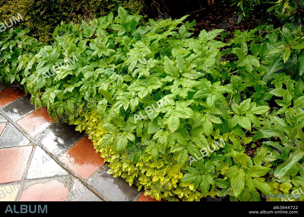 Ground Elder (Aegopodium podagraria) choking plants in a flower border. This invasive groundcover is also known as herb gerard, bishop's weed, goutweed, and snow-in-the-mountain.