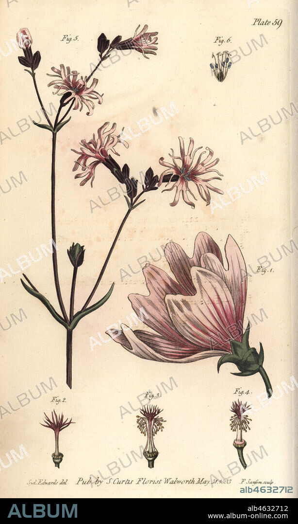 Mallow, Malva sylvestris, Monadelphia, 1-4, and ragged robin, Lychnis flos-cuculi, Decandria, 5,6. Handcoloured copperplate engraving by F. Sansom of a botanical illustration by Sydenham Edwards for William Curtis' Lectures on Botany, as delivered in the Botanic Garden at Lambeth, 1805.