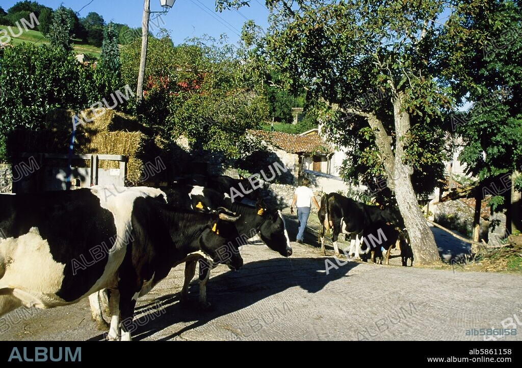 vacas /ganadería en pueblo de Asiego; (Picos de Europa, región de Cabrales).