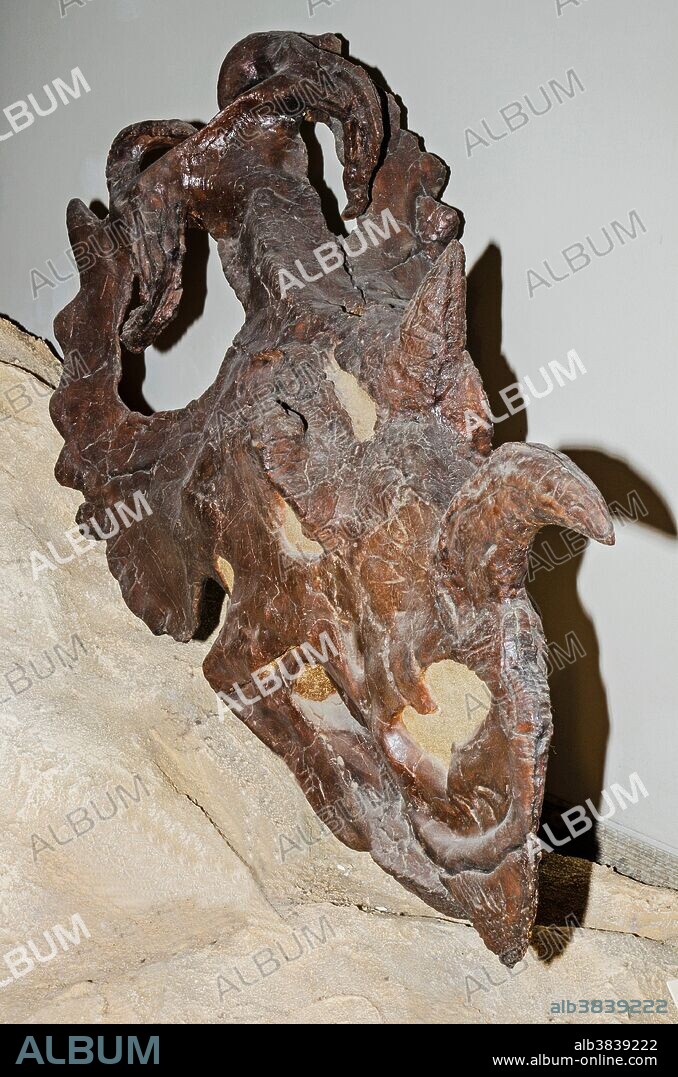 Centrosaurus Skull Fossil