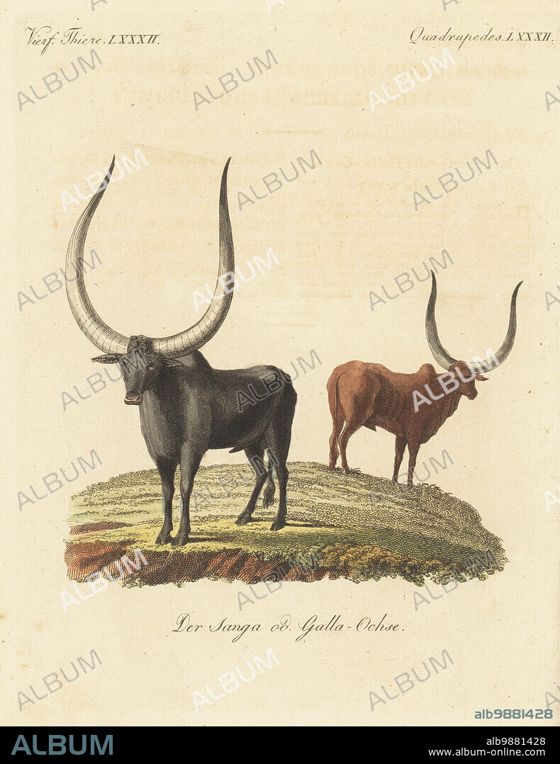 African cattle species, Bos taurus africanus. Native to Galla, southern Abyssinia (Ethiopia). Sanga ox or Galla ox, Bos sanga saltii. Handcoloured copperplate engraving from Carl Bertuch's Bilderbuch fur Kinder (Picture Book for Children), Weimar, 1815. A 12-volume encyclopedia for children illustrated with almost 1,200 engraved plates on natural history, science, costume, mythology, etc., published from 1790-1830.