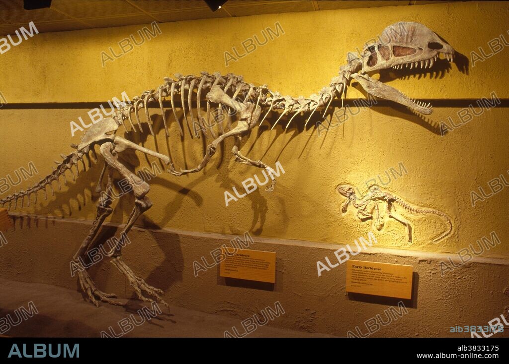 Dilophosaurus, a theropod dinosaur from Early Jurassic Period Arizona, in the Royal Tyrrell Museum, Alberta, Canada.