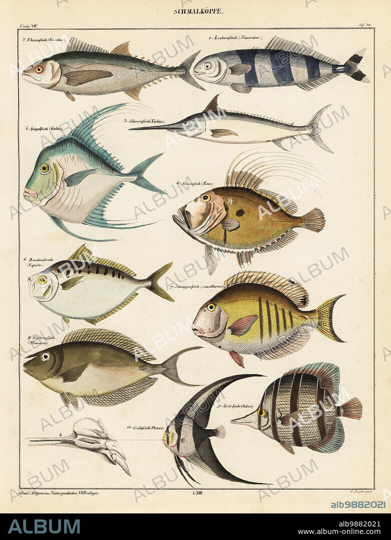 Varieties of fish. Plate 50. Schmalkopfe: 1 pilot fish, Naucrates ductor, Lootsenfisch, 2 endangered Atlantic bluefin tuna, Thunnus thynnus, Thunnfisch, 3 swordfish, Xiphias gladius, Schwerdfisch, 4 African pompano, Alectis ciliaris, Spiegelfisch, 5 John Dory, Zeus faber, Sonnenfisch, 6 pugnose ponyfish, Secutor insidiator, Bandmakreele, 7 doctorfish, Ananthurus chirurgus, Schnapperfisch, 8 unicorn leatherjacket, Aluterus monoceros, Einhornfisc, 9 copperband butterflyfish, Chelmon rostratus, Spritzfisch, 10 teira batfish, Platax teira, Gichtfisch. Handcoloured lithograph by C. Meyer from Lorenz Oken's Universal Natural History, Allgemeine Naturgeschichte fur alle Stande, Stuttgart, 1841.