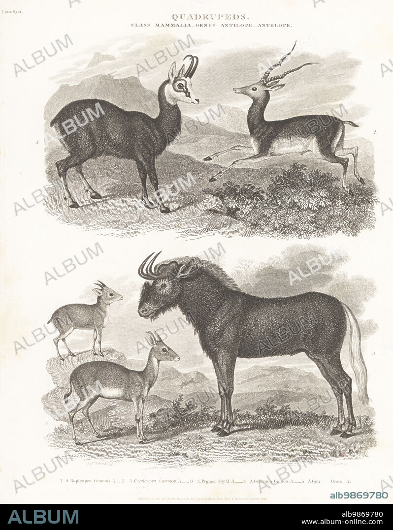Chamois, Rupicapra rupicapra 1, blackbuck, Capra cervicapra 2, royal antelope, Neotragus pygmaeus 3, bush duiker, Capra grimmia 4, and black wildebeest or white-tailed gnu, Connochaetes gnou 5. Copperplate engraving by J. Scott after Sydenham Edwards from Abraham Rees' Cyclopedia or Universal Dictionary of Arts, Sciences and Literature, Longman, Hurst, Rees, Orme and Brown, Paternoster Row, London, May 1, 1811.