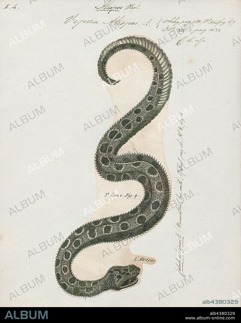 Vipera atropos, Print, The berg adder (Bitis atropos) is a small, venomous viper species endemic to mountainous regions in southern Africa. No subspecies are currently recognized., 1700-1880.