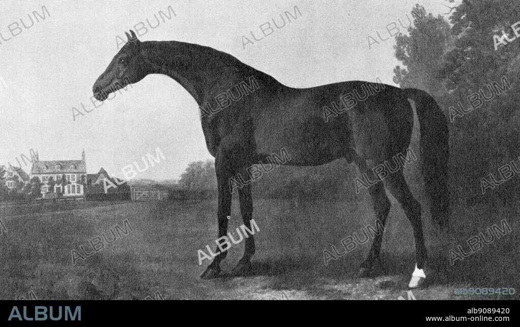 Painting of Highflyer (1774 ) famous racehorse of his time . He was first an unbeatable racehorse and then the greatest stallion of his era . He was owned by Richard Tattersall.