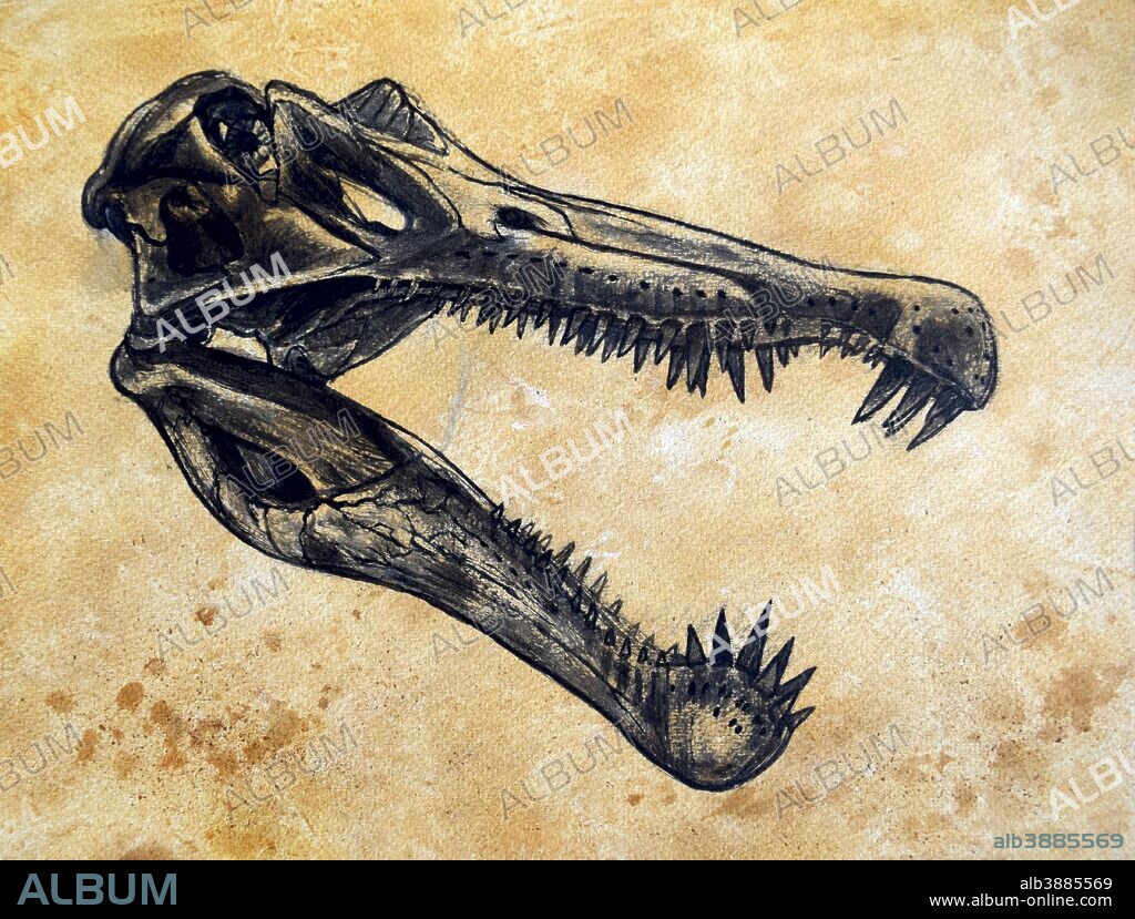 Spinosaurus dinosaur skull on textured background.
