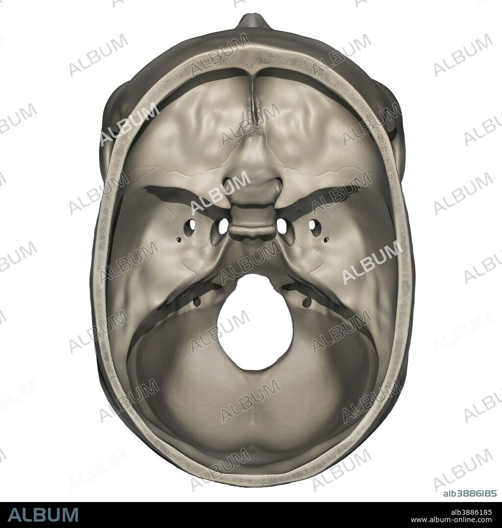 Superior view of human skull anatomy.