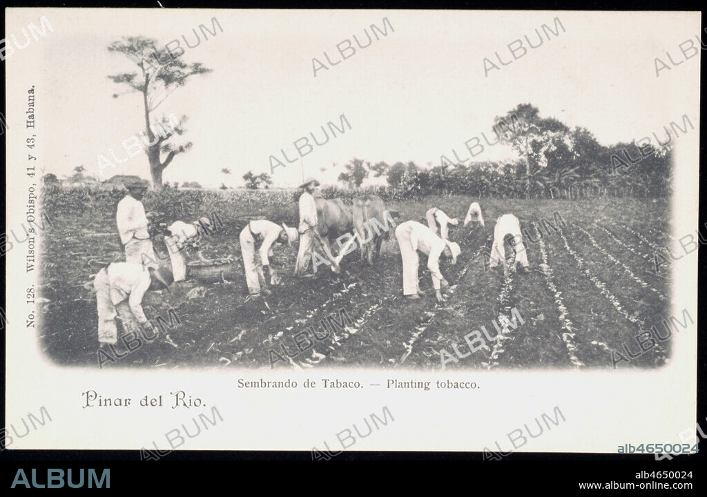 ' Plantation du tabac a La Havane a Cuba.' Carte postale de 1907. Credit : Collection IM/KHARBINE-TAPABOR.