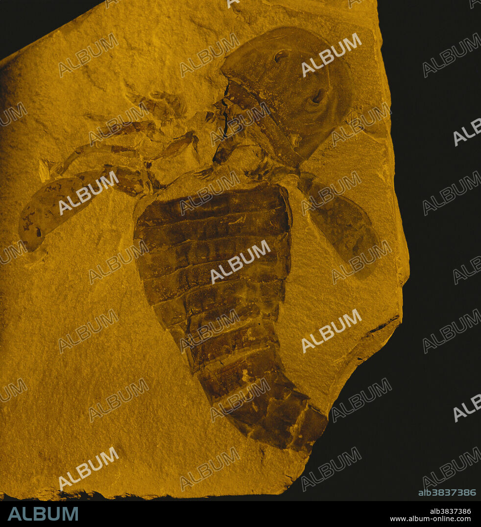 Fossil eurypterid, also called a sea scorpion, from the Silurian Period.