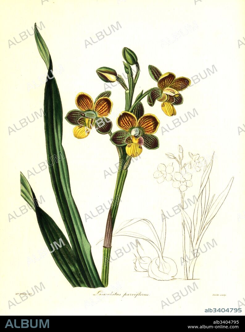 Eulophia parviflora orchid (Small-flowered lissochilus, Lissochilus parviflorus). Handcoloured copperplate engraving by S. Nevitt after a botanical illustration by Mrs Augusta Withers from Benjamin Maund and the Rev. John Stevens Henslow's The Botanist, London, 1836.
