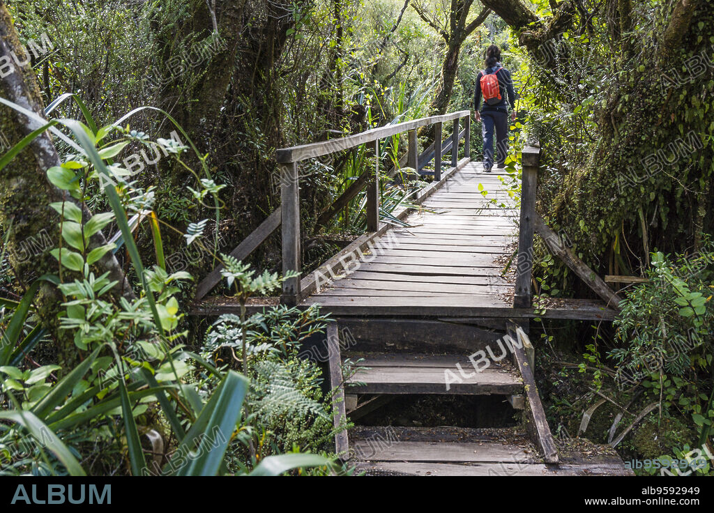 Parque Nacional Chiloé, Cucao, cordillera de la costa, archipiélago de Chiloé ,provincia de Chiloé ,región de Los Lagos,Patagonia, República de Chile,América del Sur.