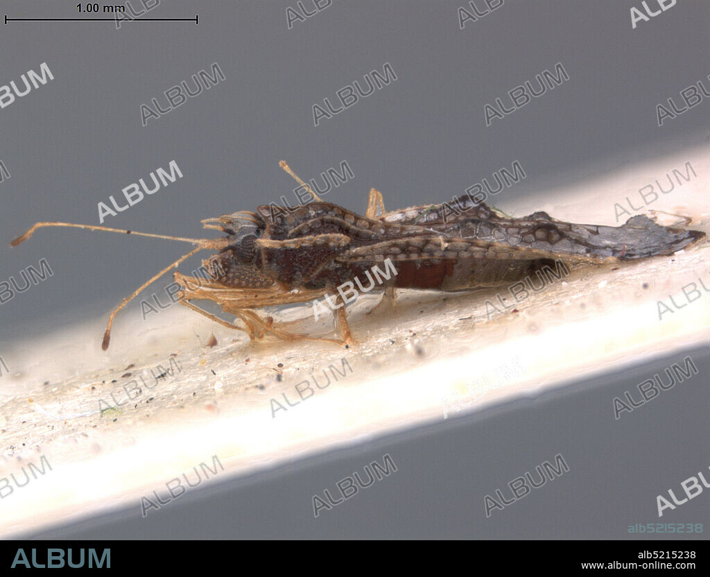 Ndola, Copperbelt, Zambia, Haedus otiosus Drake, 1953, Animalia, Arthropoda, Insecta, Hemiptera, Heteroptera, Tingidae.