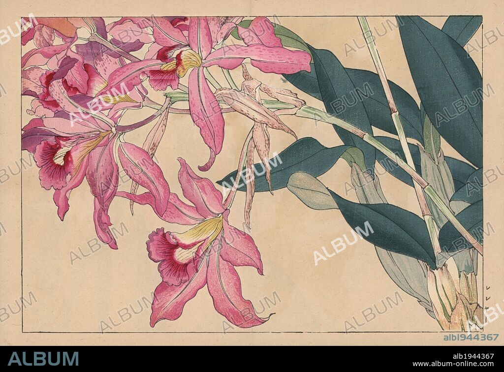 Laelia speciosa, Mayflower orchid. Handcoloured woodblock print from Konan Tanigami's "Seiyou Sokazufu" (Pictorial Album of Western Plants and Flowers: Autumn Winter), Unsodo, Kyoto, 1917. Tanigami (1879-1928) depicted 125 varieties of garden plants through the four seasons.