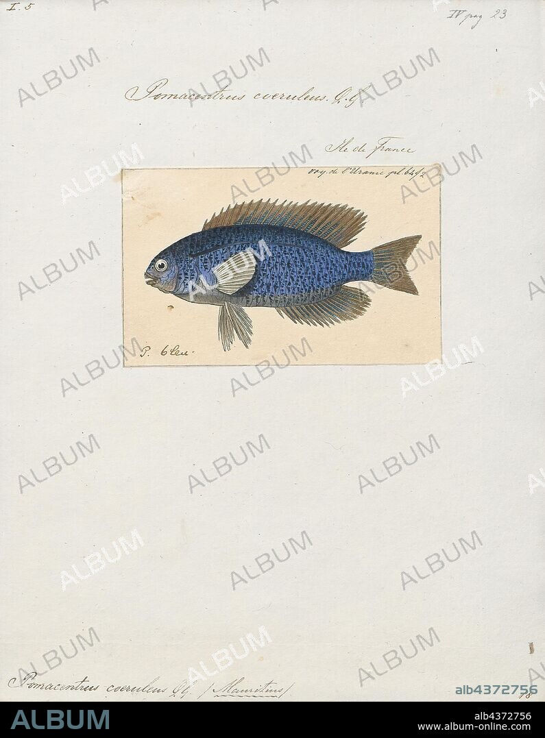 Pomacentrus caeruleus, Print, Pomacentrus caeruleus, the cerulean damselfish, is a species of damselfish from the Western Indian Ocean. It occasionally makes its way into the aquarium trade. It grows to 10 cm (3.9 in) in length., 1824-1839.