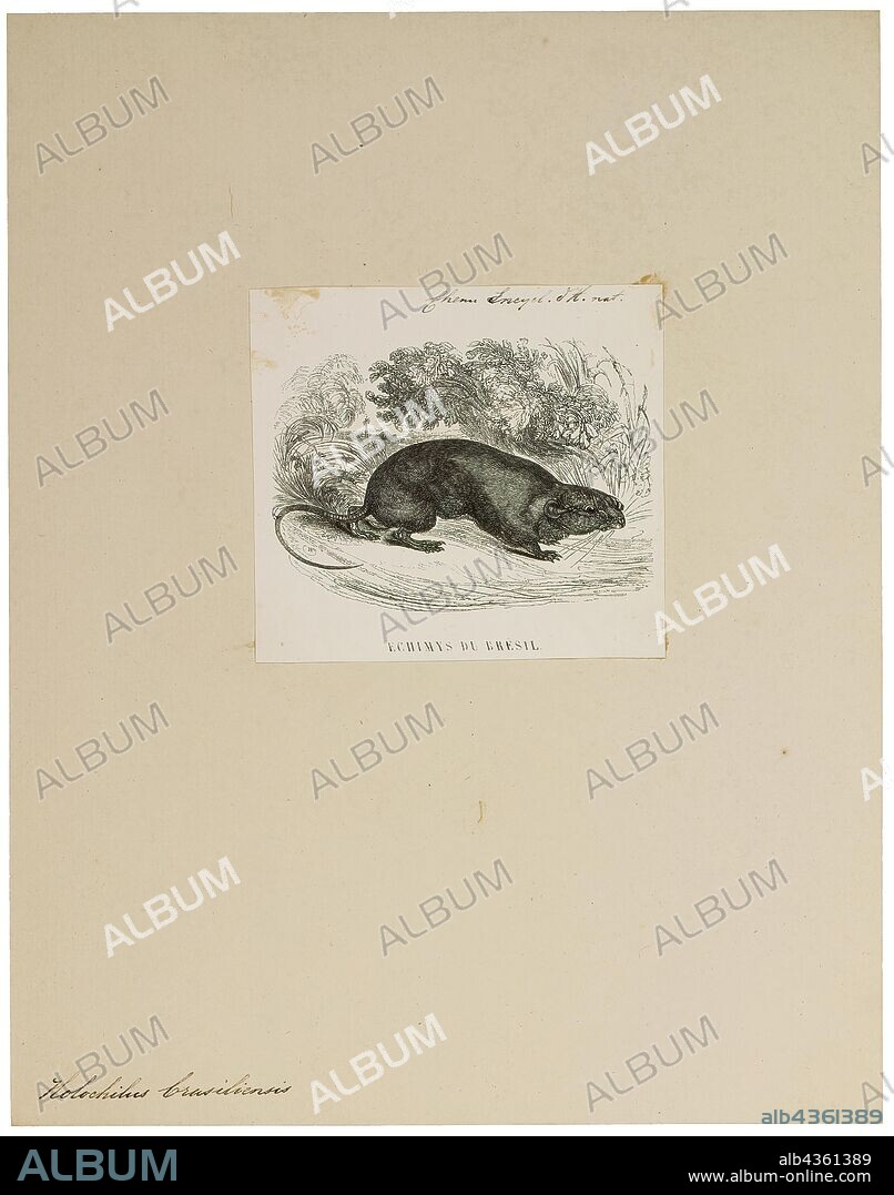 Holochilus brasiliensis, Print, Holochilus brasiliensis, also known as the Brazilian marsh rat or web-footed marsh rat, is a species of semiaquatic rodent from South America. It is found in northeastern Argentina, southern and eastern Brazil and in eastern Uruguay., 1700-1880.
