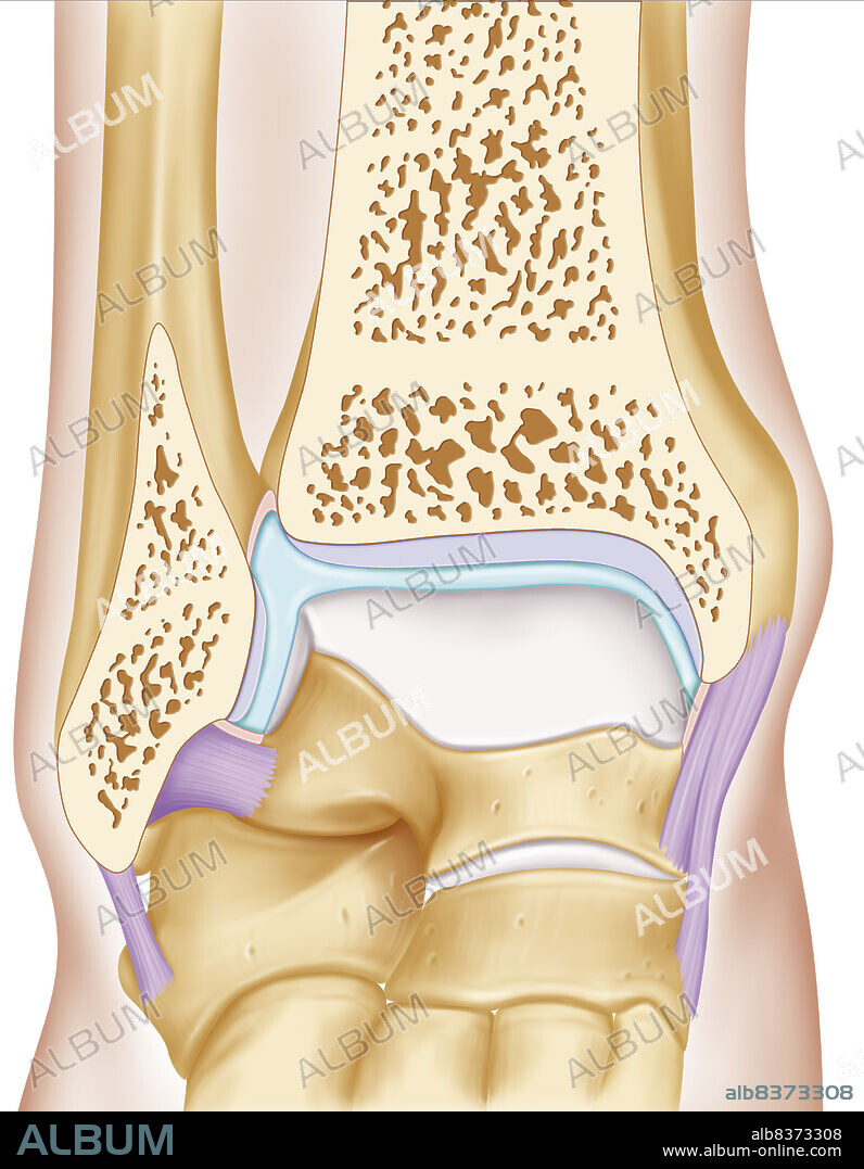 Représentation de l'articulation de la cheville en vue antérieure. On voit les deux surfaces articulaires (grises), la surface articulaire de l'épiphyse distale du péroné et du tibia et celle de l'astragale. La capsule articulaire est remplie de synovie (bleue) entourée par sa membrane (rose), elle s'attache aux ligaments latéraux (violets).