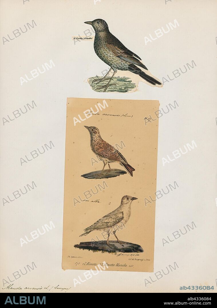 Alauda arvensis, Print, The Eurasian skylark (Alauda arvensis) is a passerine bird in the lark family Alaudidae. It is a wide-spread species found across Europe and Asia with introduced populations in New Zealand, Australia and on the Hawaiian Islands. It is a bird of open farmland and heath, known for the song of the male, which is delivered in hovering flight from heights of 50 to 100 metres (160 to 330 ft). The sexes are alike. It is streaked greyish-brown above and on the breast and has a buff-white belly., 1700-1880.