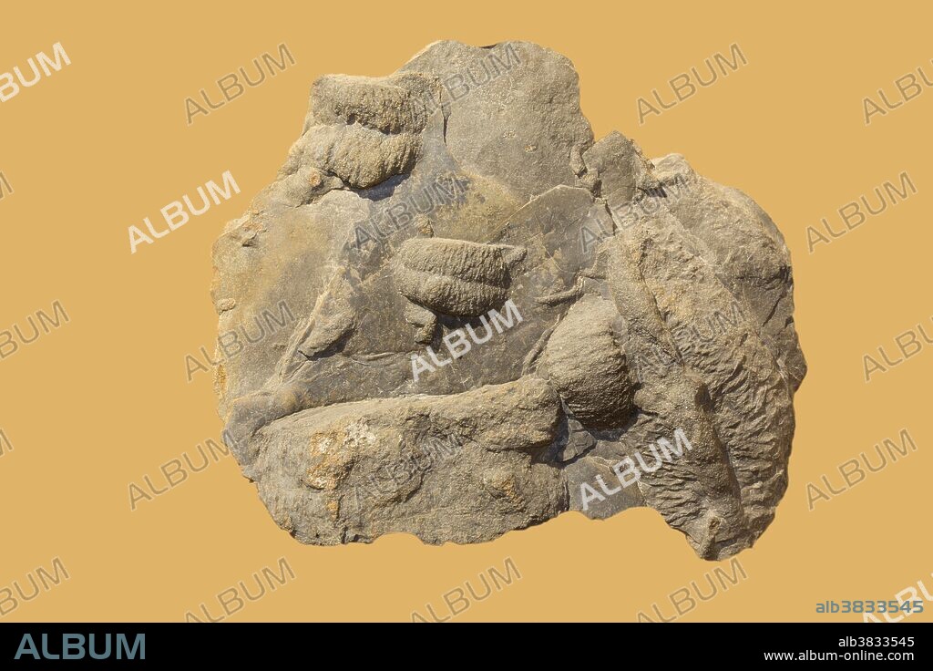 Fossil Trilobite Burrows