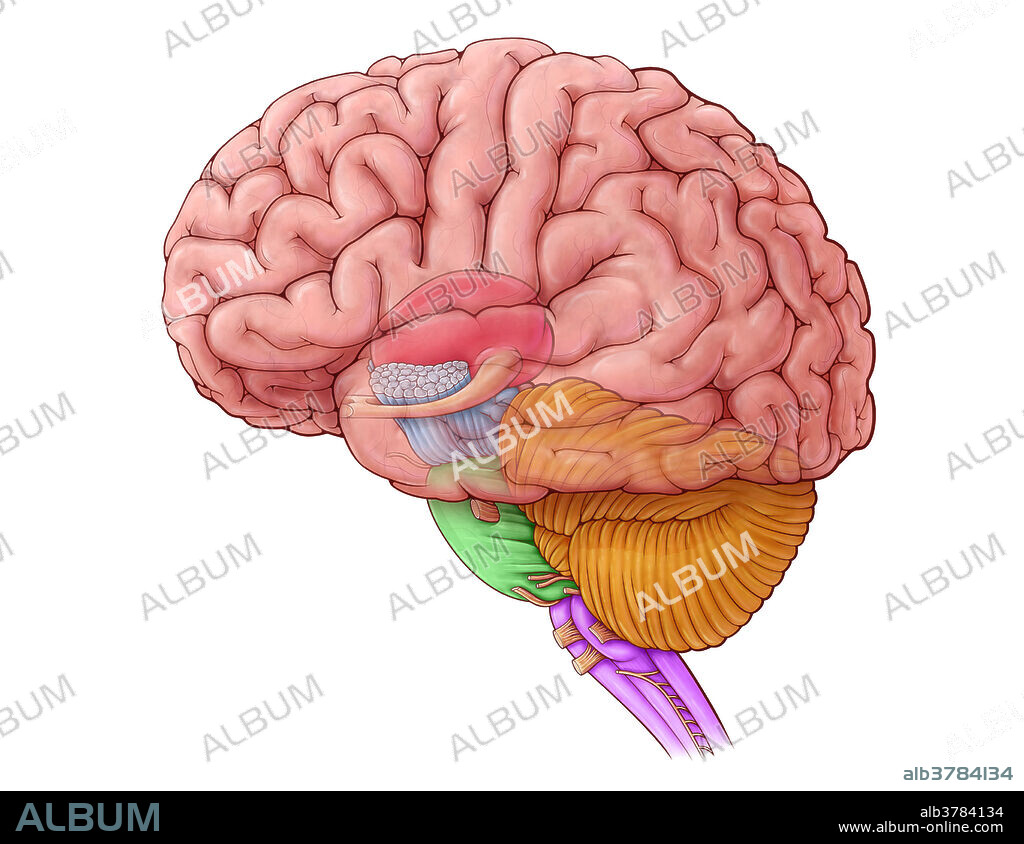 An illustration of the human brain, highlighting the thalamus (red), cerebral peduncle (blue), pons (green), medulla oblongata (purple) and cerebellum (yellow).