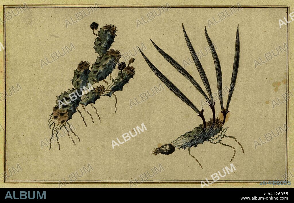 Pectinaria articulata (Ait.) (Stapelia nigrum). Draughtsman: Robert Jacob Gordon. Dating: Oct-1777 - Mar-1786. Measurements: h 660 mm × w 480 mm; h 401 mm × w 251 mm.