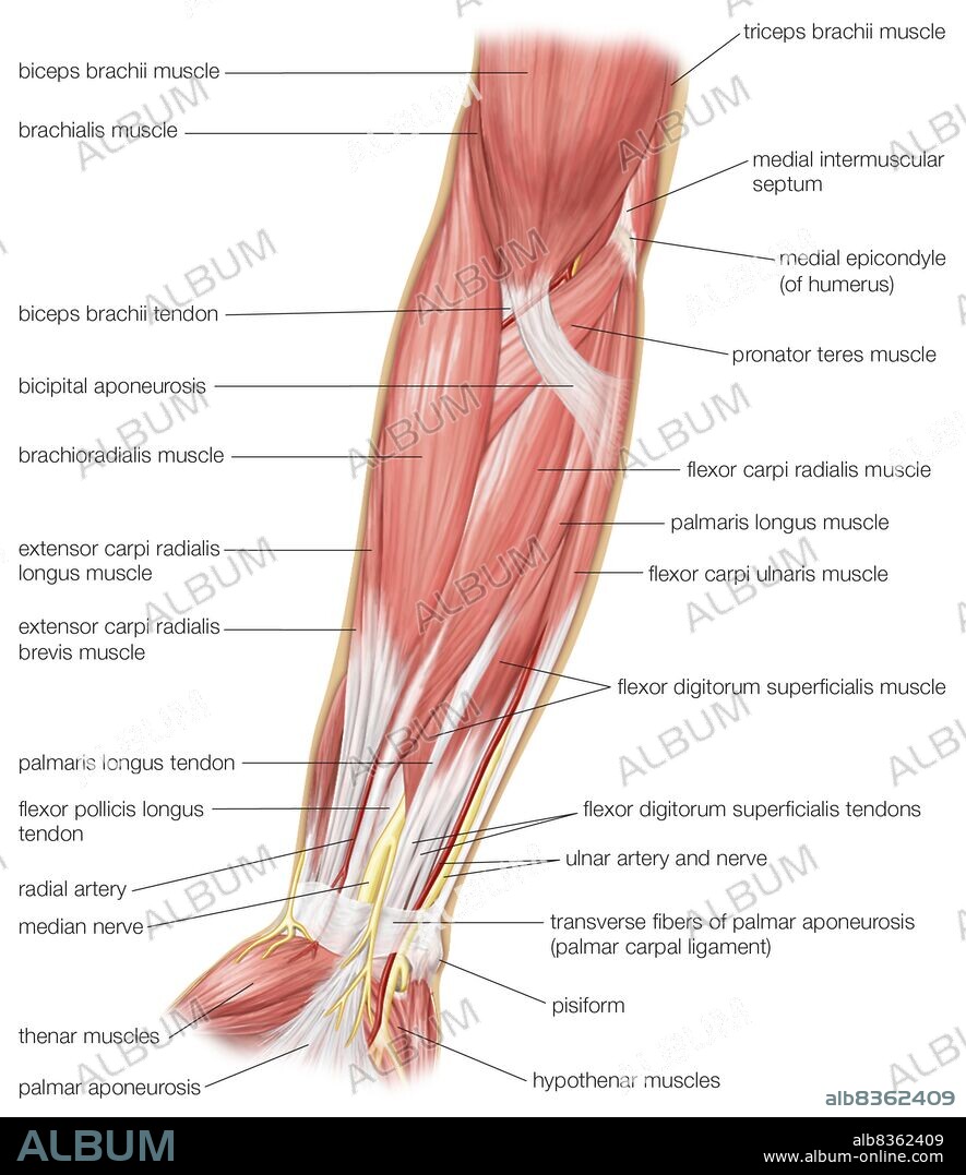 The anterior view of the muscles of the human forearm.