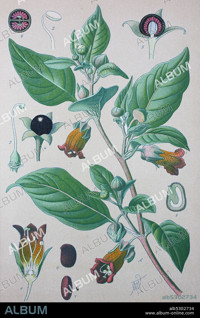 Atropa belladonna, belladonna or deadly nightshade, family Solanaceae  /  Schwarze Tollkirsche, Atropa belladonna, Waldnachtschatten, Familie der Nachtschattengewächse, Digital improved reproduction of an original print from the 19th century / digitale Reproduktion von einer Originalvorlage aus dem 19. Jahrhundert.