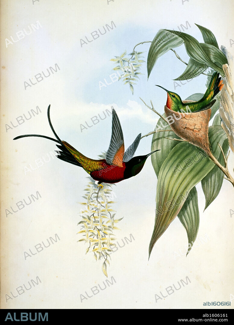 Fiery Topaz (Topaza Pyra) by John Gould,  (1804-1881),  USA,  Pennsylvania,  Philadelphia,  Academy of Natural Sciences,  1861.