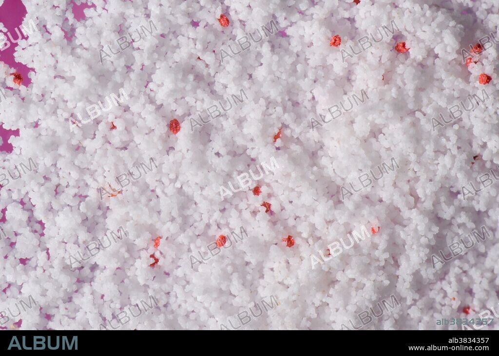 Macro photography of microbeads, particles found within consumer facial scrub lotion. The spheres are tiny polyethylene 'microplastic' beads. The particles measuring only a few micrometers in diameter each act as exfoliating agents that help to remove dead skin cells when applied to the body. Microplastics are too small to be trapped during waste water treatment and eventually end up as in the ocean. It is thought that small marine animals ingest the microplastics and pass the pollutant up the food chain.