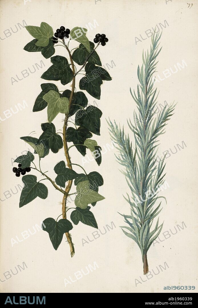 ANON. A botanical illustration of a plant. Ivy and Rosemary. Herb. . 'A book containing herbs, flowers, and trees, either growing wild, or cultivated in gardens in England; especially near London; With birds and insects: all painted after the life in their natural colours by - . About the year 1684.". England; Circa 1684. Source: Add. 5282 f.79.