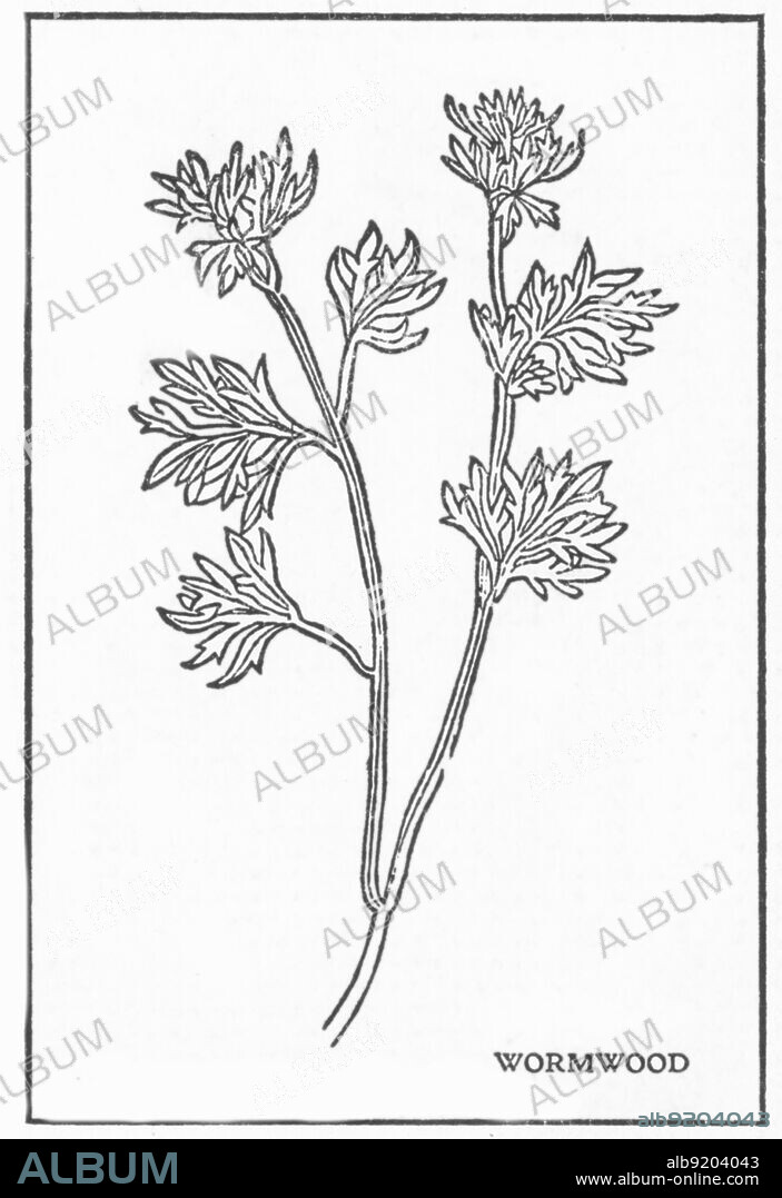 Artemisia absinthium (absinthium, absinthe wormwood, wormwood, common wormwood, green ginger or grand wormwood) is a species of wormwood, native to temperate regions of Eurasia and northern Africa. It is a herbaceous, perennial plant with fibrous roots. It is an ingredient in the spirit absinthe, and also used for flavoring in some other spirits and wines, including bitters, vermouth and pelinkovac. It is especially connected to snakes: mythology tells that it grew in the tracks of the snake expelled from Eden, for instance, and it was considered a protectant against snake bites. Wormwood is generally good in protection spells and also a tool for getting vengence through sorcery. It acts very powerfully on the nerve centers, causing hallucinations, delerium, and, in some cases, insanity.