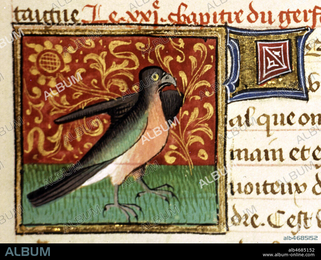Oiseau rapace, le Gerfaut. Enluminure tiree du 'Livre des proprietes des choses' par Barthelemi l'Anglais, 1447 (XVe, 15e, 15eme s.). Manuscrit medieval conserve a la bibliotheque municipale de Valenciennes.Credit Collection JEAN VIGNE/KHARBINE TAPABOR.
